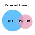 depression-linked gene expression in males, females