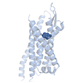 illustration of the effect of DREADD (Designer Receptors Activated Exclusively by Designer Drugs) bidirectional remote control of a neuron in a mouse brain circuit