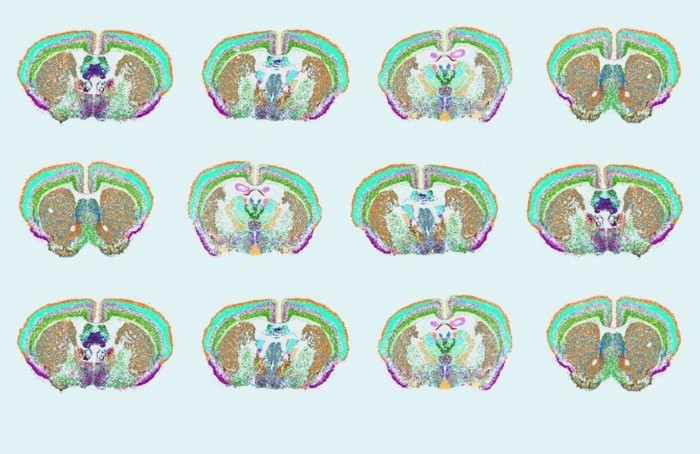 Spatial distribution of diverse cell types in the mouse brain. Here, MERFISH was used to measure 500 genes in the mouse brain to reveal the complex distribution of cell types throughout the brain. Courtesy of Yao/van Velthoven/Zeng, Allen Institute.